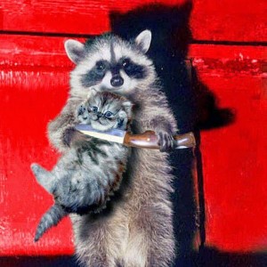 Create meme: funny raccoon, raccoon animal, raccoon home