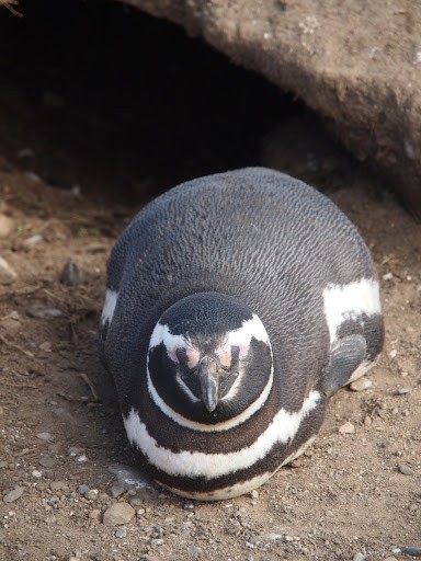 Create meme: The African penguin, penguin , spectacled penguins