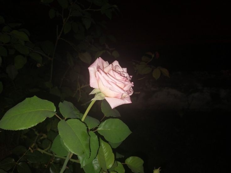 Создать мем: кошка белая эстетика с розами, троянда, темнота
