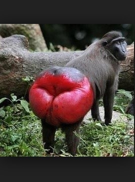 Create meme: krasnozhopye monkey , monkey with red ass