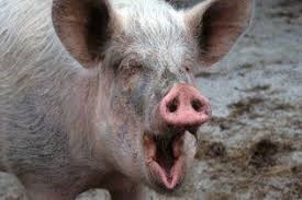 Create meme: boar, scary pig, hog pig