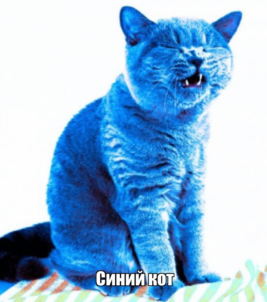 Синий кот в реальной жизни