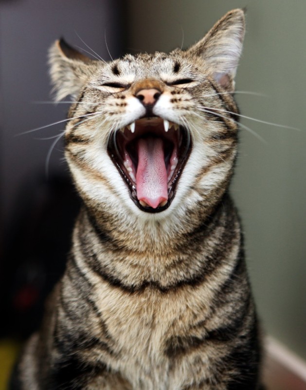 Create meme: the cat yawns, cat , yawning cats