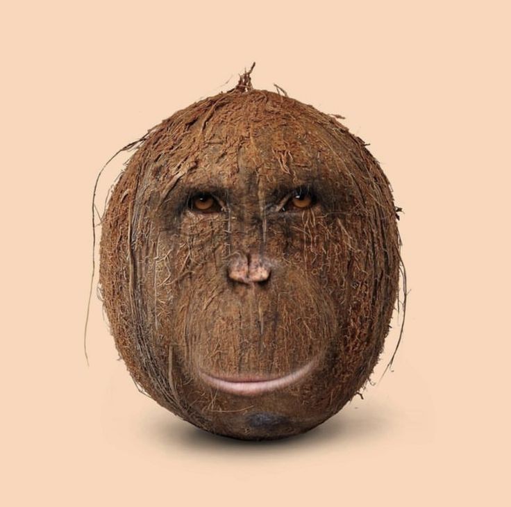 Создать мем: человек кокос, фруктовый кокос, свежий кокос