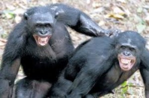 Создать мем: Обезьяны гомосексуалисты, обезьяна, chimp
