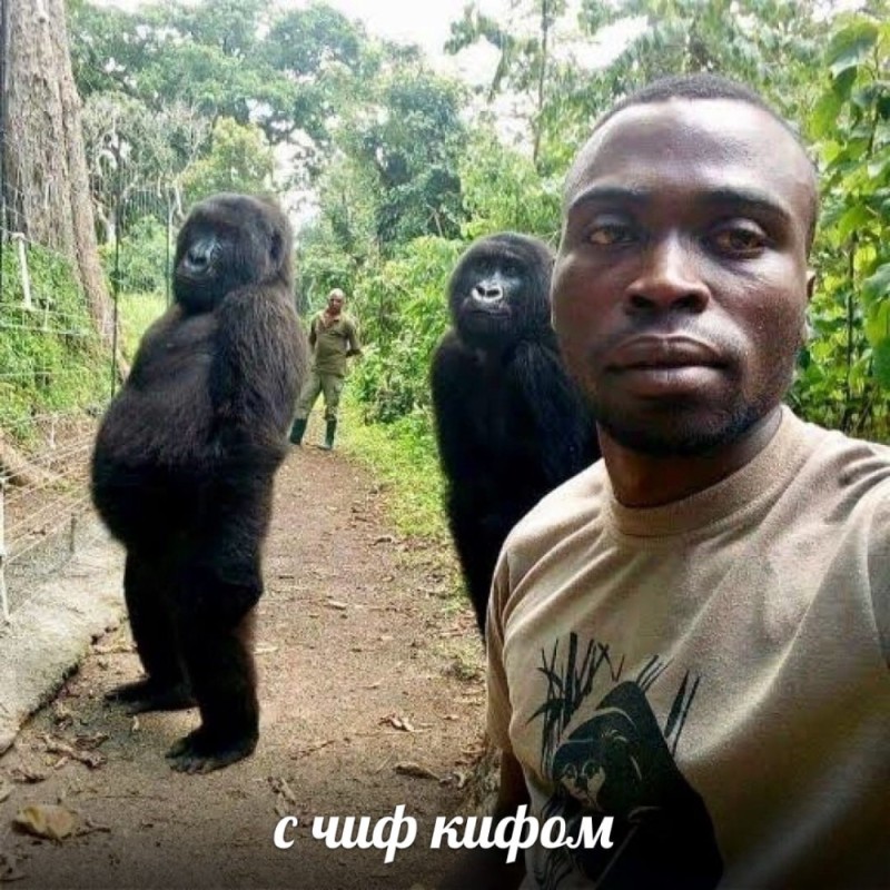 Create meme: gorilla selfie, gorilla , Virunga Gorilla National Park