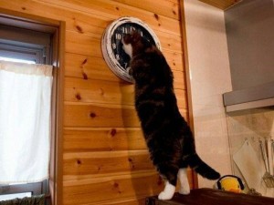 Create meme: and watch cat meme, meme with a cat and a clock, cat