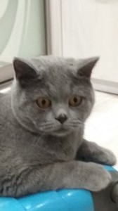 Create meme: kitty, the ad missing cat British, Scottish fold cat grey