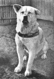 Create meme: the dog Hachiko