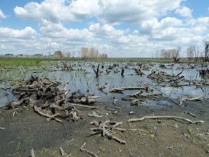 Create meme: Nature, Bogs Manchak, the nature of Sheremet'yevka