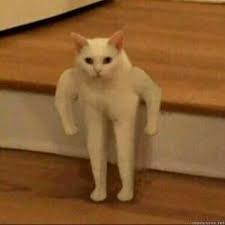 Create meme: the Jock cat meme original, meme with a white cat, meme cat with hands