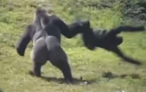 Создать мем: драка горилл, горилла обезьяна, горилла