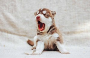 Create meme: husky, dog husky, husky puppies