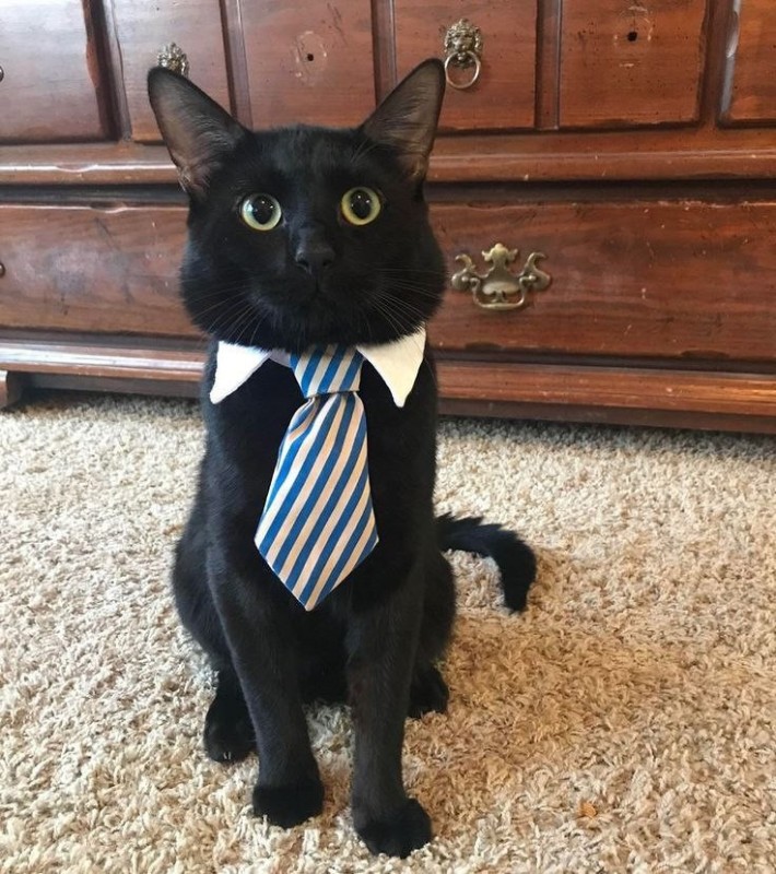 Create meme: a cat in a suit, cat costume, a cat tie