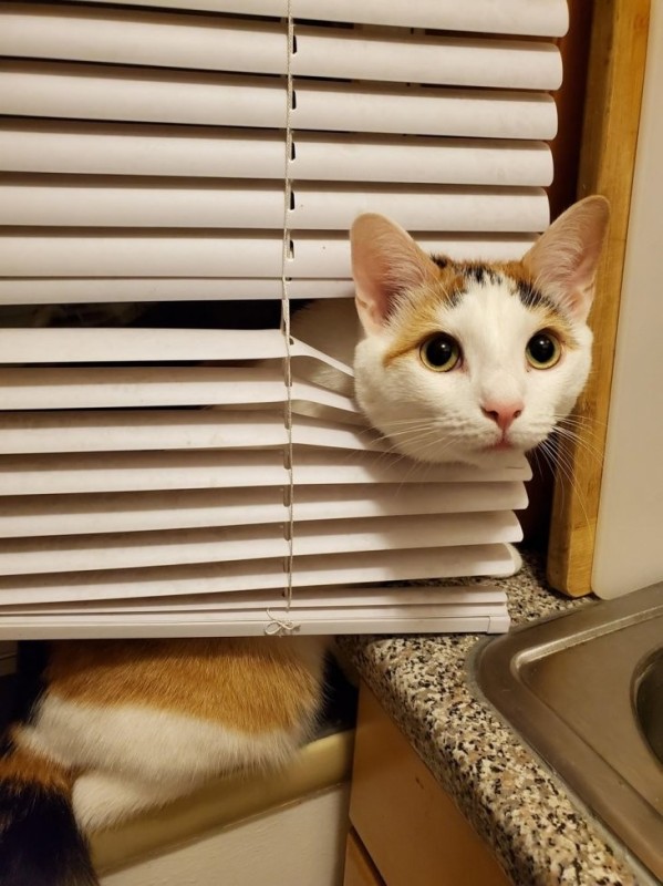 Create meme: The cat in the blinds, cat and blinds, cat 