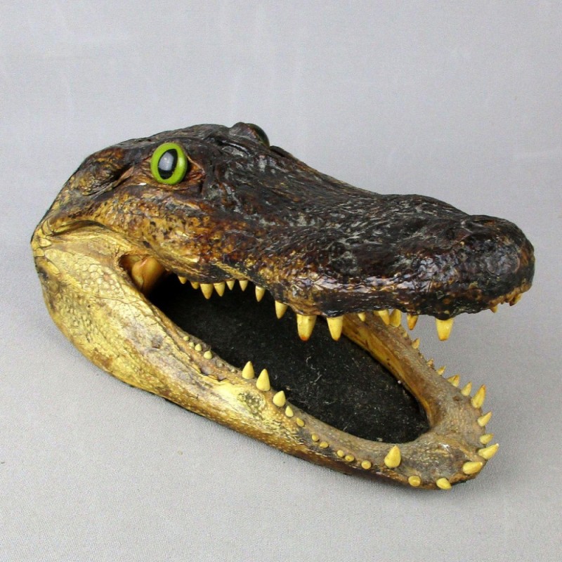Create meme: alligator crocodile, the head of a crocodile, crocodile's head in front