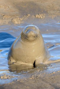 Create meme: seal in the dirt, seal in the sun, seal in the sun photo