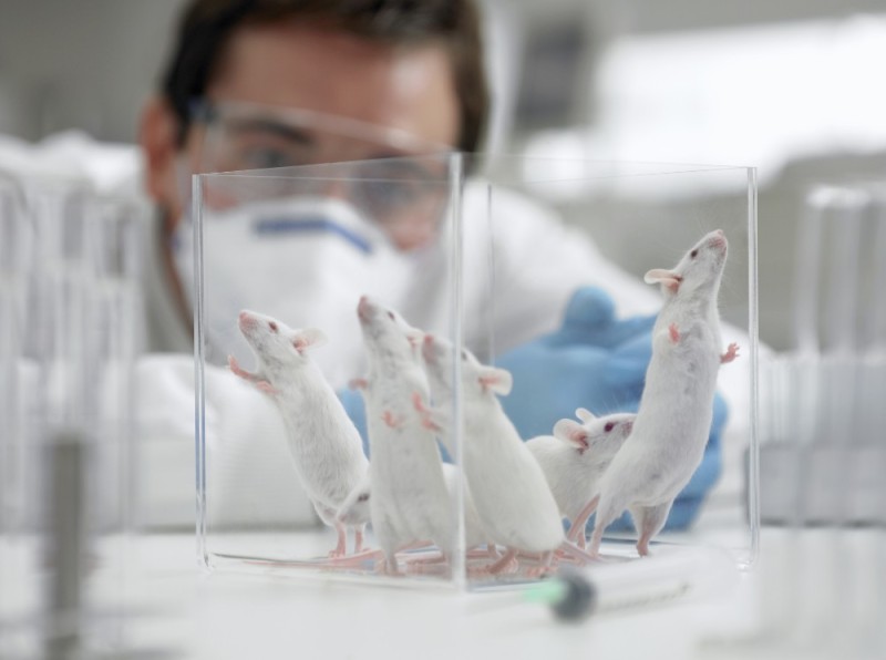 Создать мем: лабораторные животные, опыты на крысах, лабораторная мышь