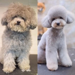 Create meme: Japanese miniature poodle, toy poodle
