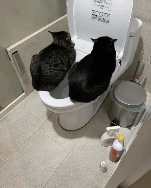 Create meme: The cat is in the toilet, cat in the toilet, cat toilet