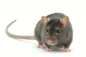 Create meme: rodent, rat, what happens if bitten by a rat
