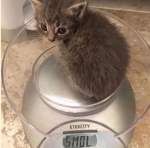 Create meme: The cat on the scales, a kitten on the scales, kitten smol