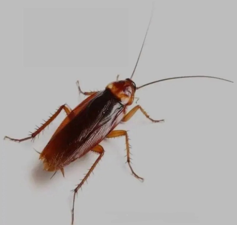 Create meme: cockroach cockroach, the American cockroach, the cockroach is red