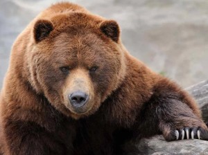 Create meme: grizzly bear, bear bear, brown bear face