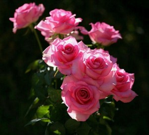 Create meme: beautiful roses, pink roses