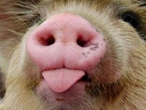 Create meme: pig smiling, pig, pig face