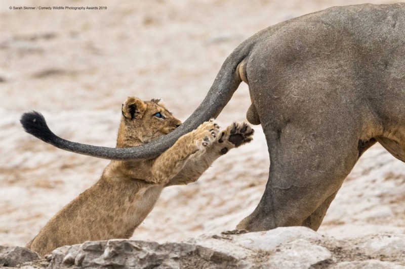 Create meme: the lioness is sitting on the lion, The lioness is funny, the most funny animals 