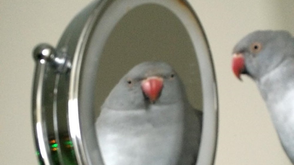 Create meme: meme with a parrot in the mirror, parrot in the mirror meme, the parrot looks in the mirror