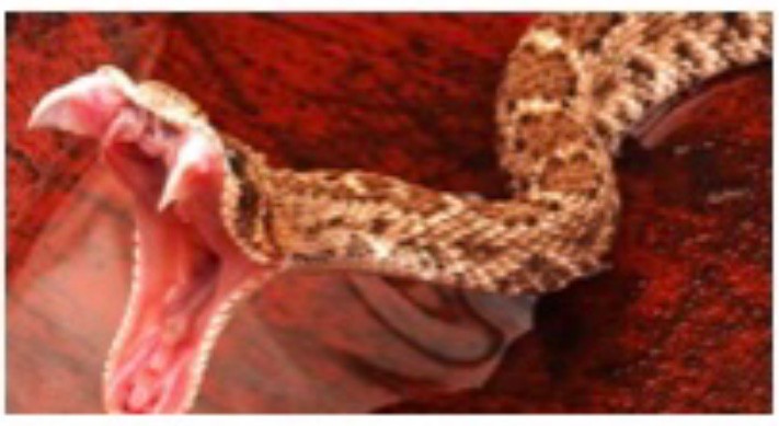 Create meme: Texas rattlesnake bite, rattlesnake, Texas rattlesnake