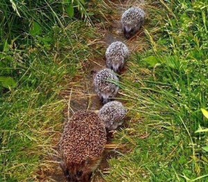 Create meme: hoglets, the hedgehog ordinary