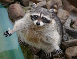 Create meme: Raccoon