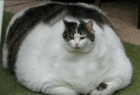 Create meme: the fattest cats, the fattest cat, fat cats breed