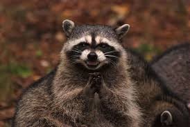 Create meme: raccoon, evil, racoon