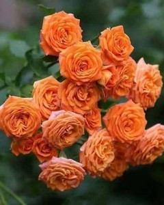 Create meme: floribunda, rose floribunda