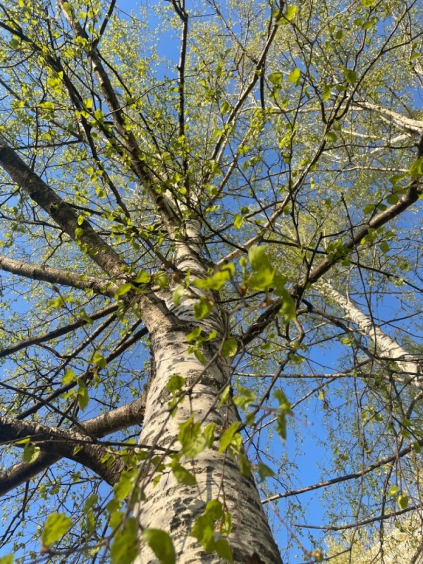 Create meme: birch tree, birch , common birch