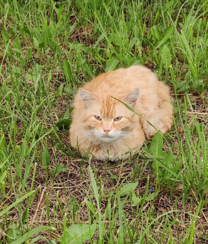 Create meme: red cat, ginger cat, a disgruntled ginger cat