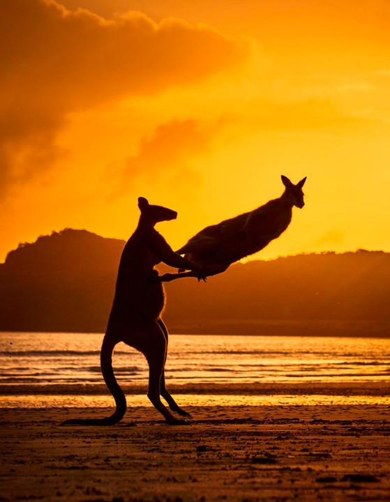 Create meme: Australia kangaroo, animals at sunset, the fauna of Australia kangaroos