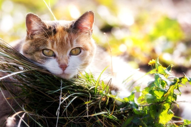 Создать мем: кошки на природе, красивые кошки, кошка в траве