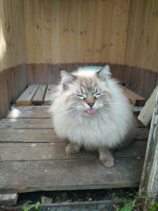 Create meme: ragdoll, the Siberian cat, Siberian long-haired cat