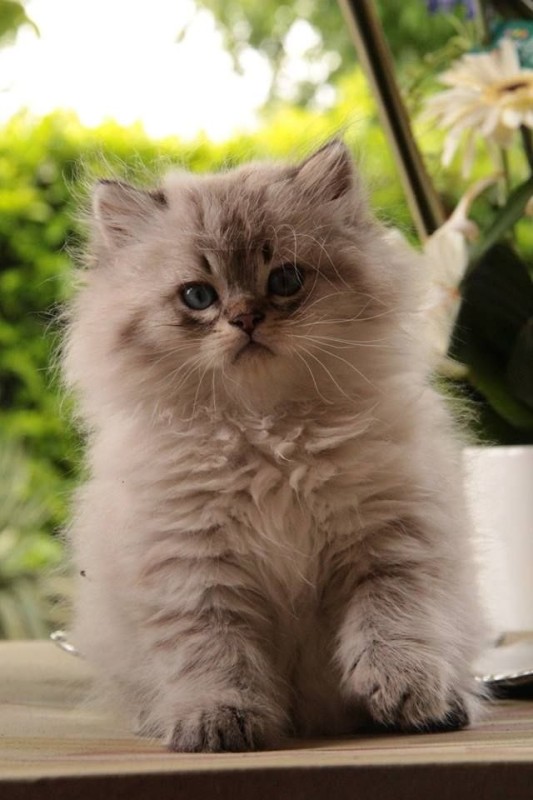 Создать мем: пушистый котик, персидская кошка, красивые пушистые котята