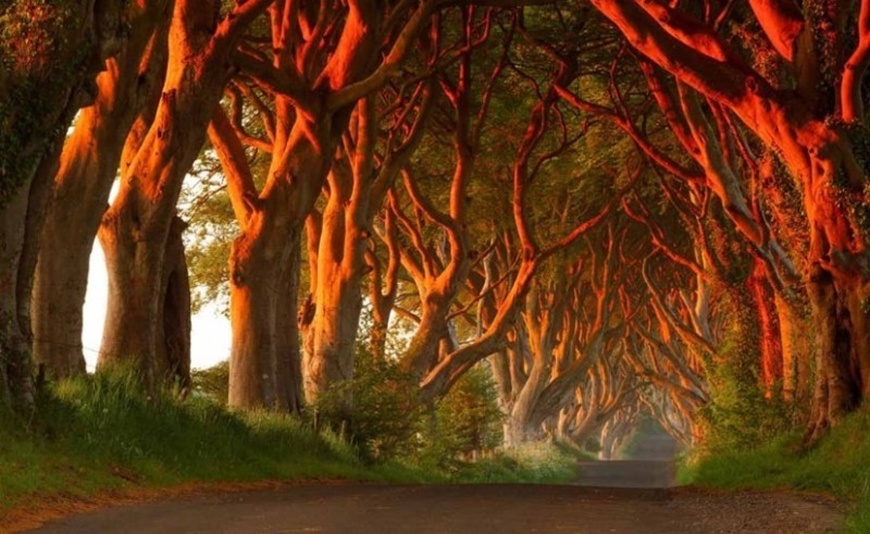 Create meme: Dark Hedges Beech Alley, tree , beautiful tree