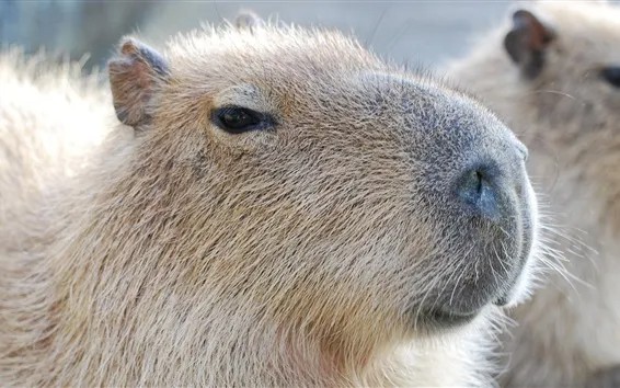 Create meme: morning capybara, capybara animal, big capybara guinea pig