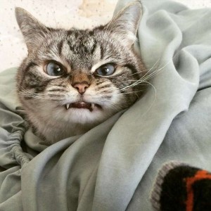 Create meme: angry kitty, evil cat, evil cat