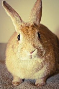Create meme: funny rabbit, cute bunnies, rabbit