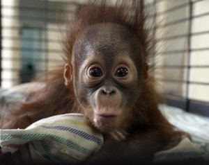Create meme: the baby orangutan