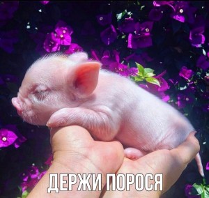 Create meme: pigs, pig, pig